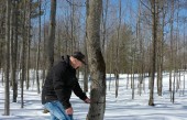 Maple sap water harvesting LS Bilodeau