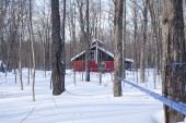 Paysage d'érablière avec cabane à sucre rouge, tubulure 3/16 et mains